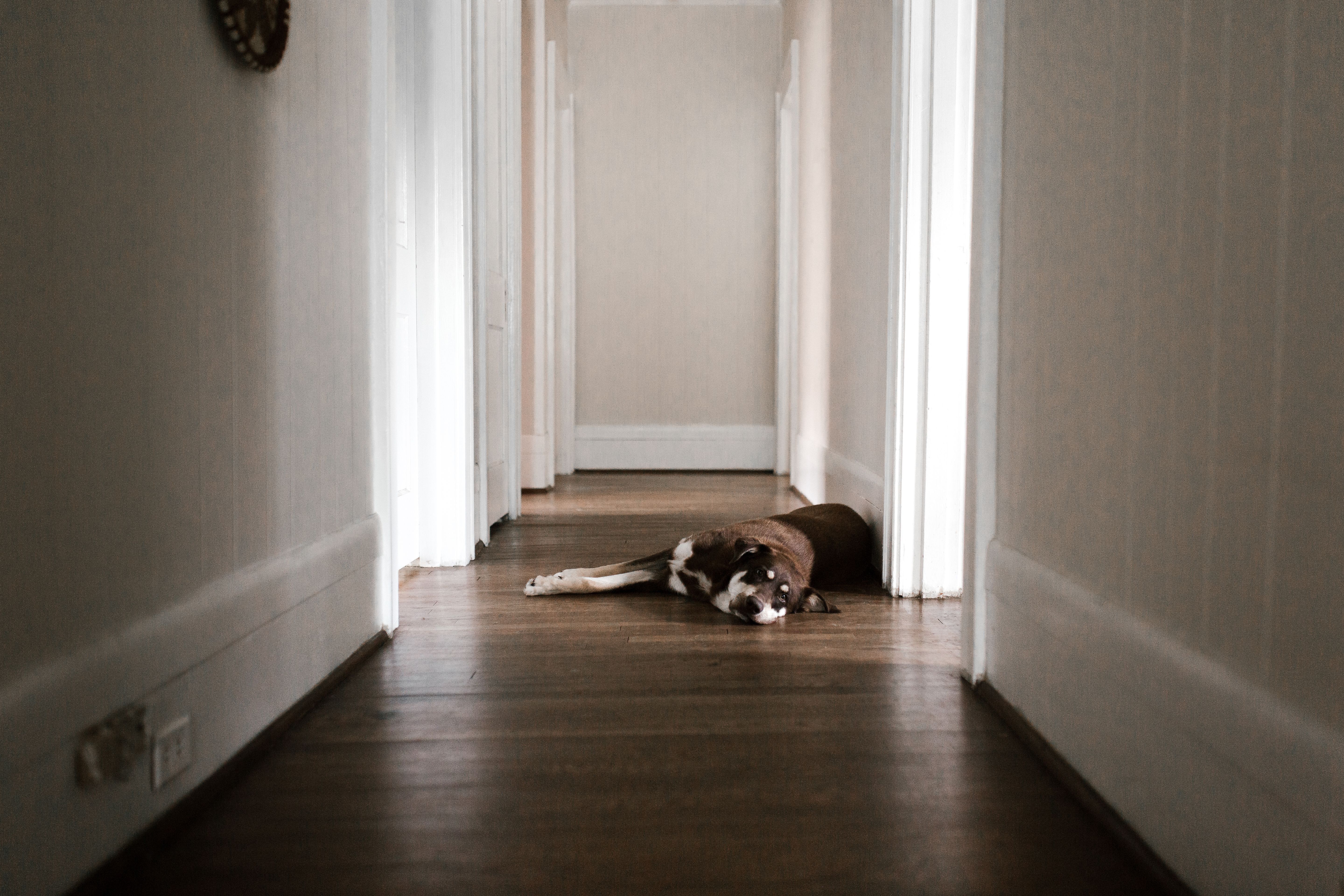 Día del perro: Checklist para crear un hogar seguro para el nuevo integrante de la familia