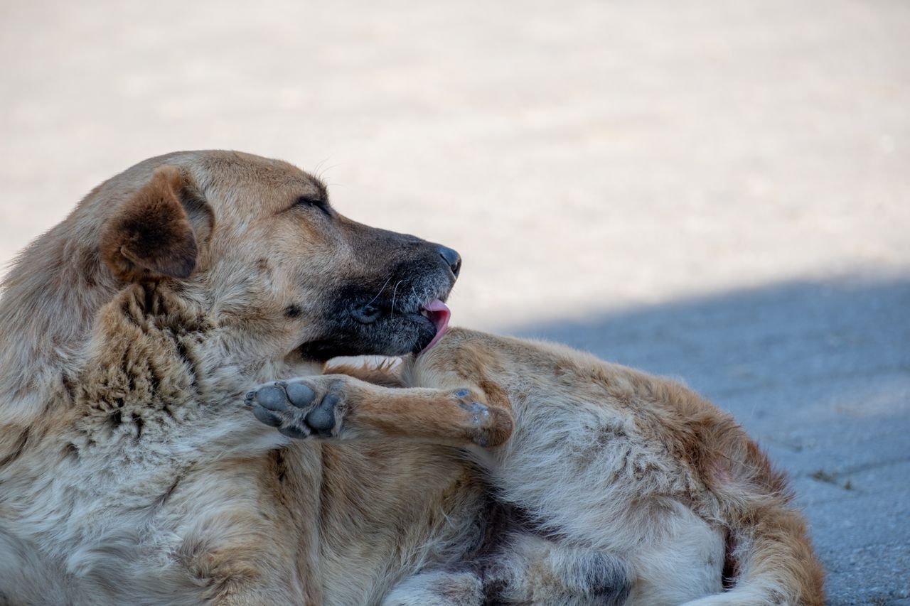 ¿Tu perro no para de rascarse? Conoce las 3 alergias más frecuentes en mascotas