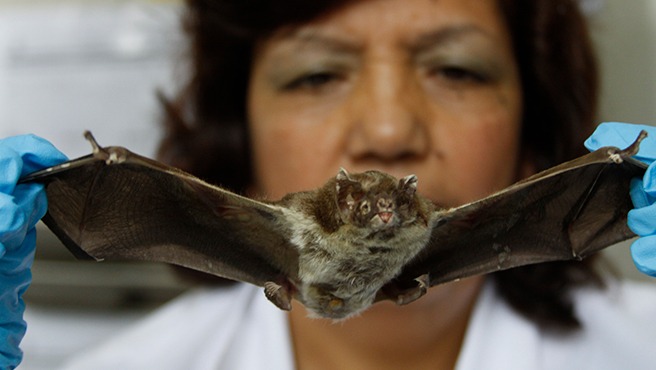 Día Mundial de las Zoonosis: 61% de las enfermedades en humanos son de origen zoonóticos