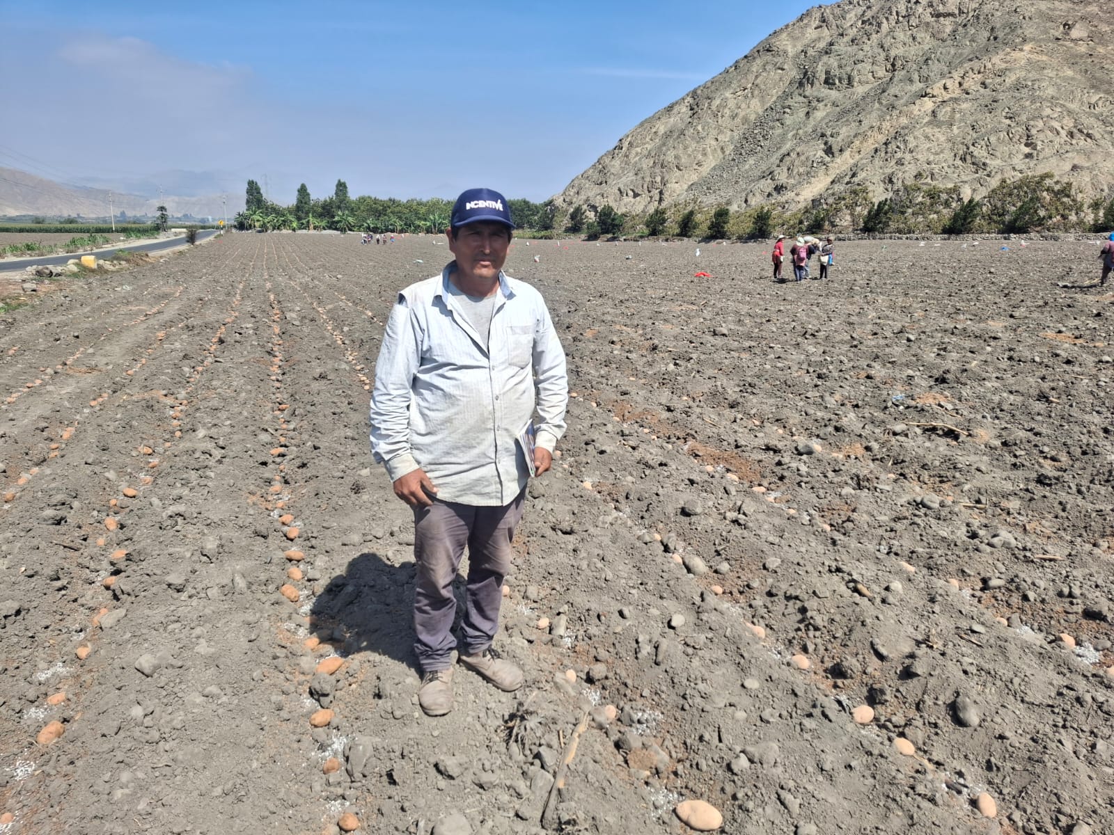 Día Internacional de la Papa: el cultivo que late en el corazón del Perú y hoy impulsa más de S/ 8,700 millones en valor