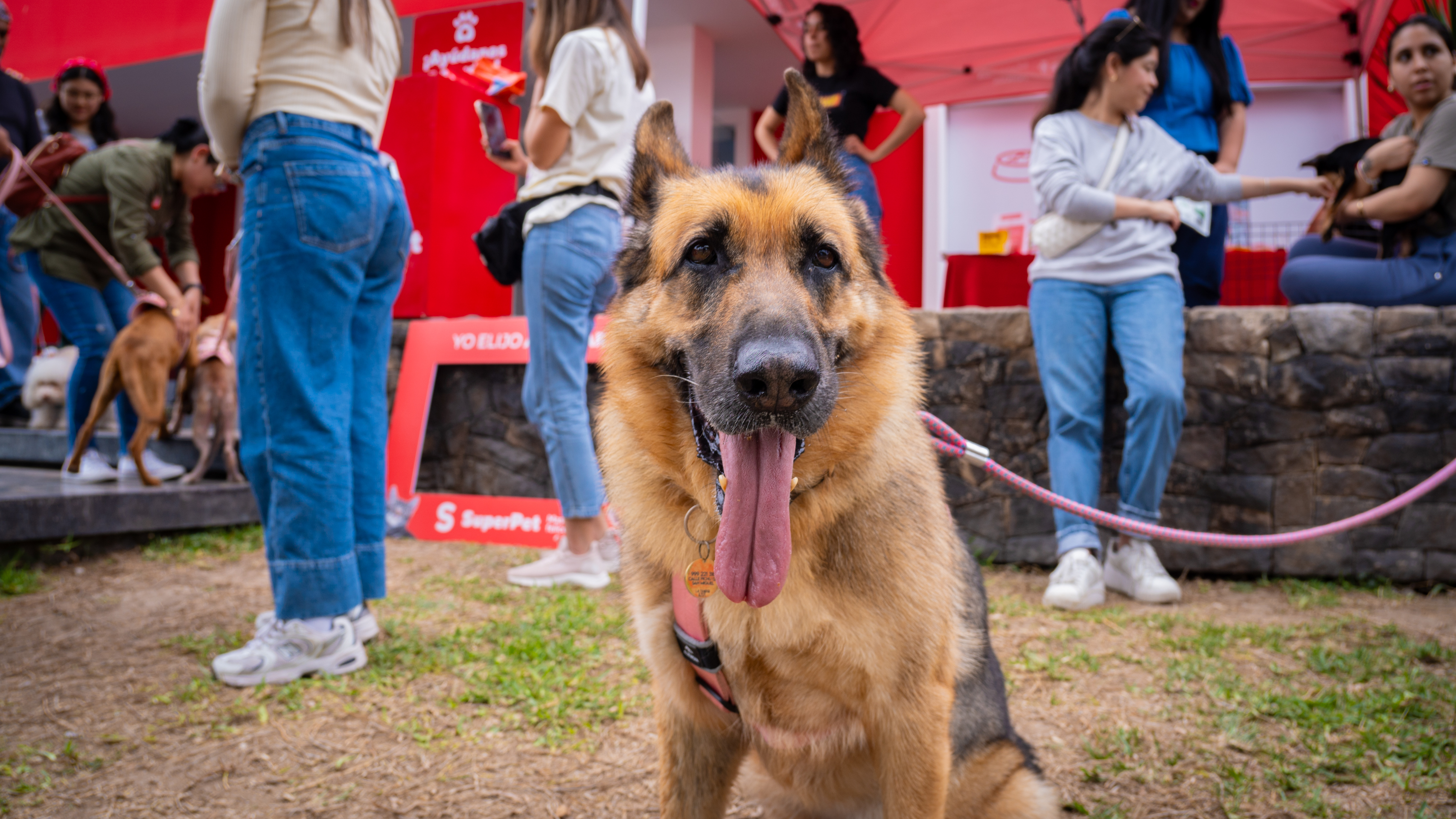 SuperPet realizará su 5ta Jornada Nacional de Adopciones y busca encontrar hogar a 100 mascotas
