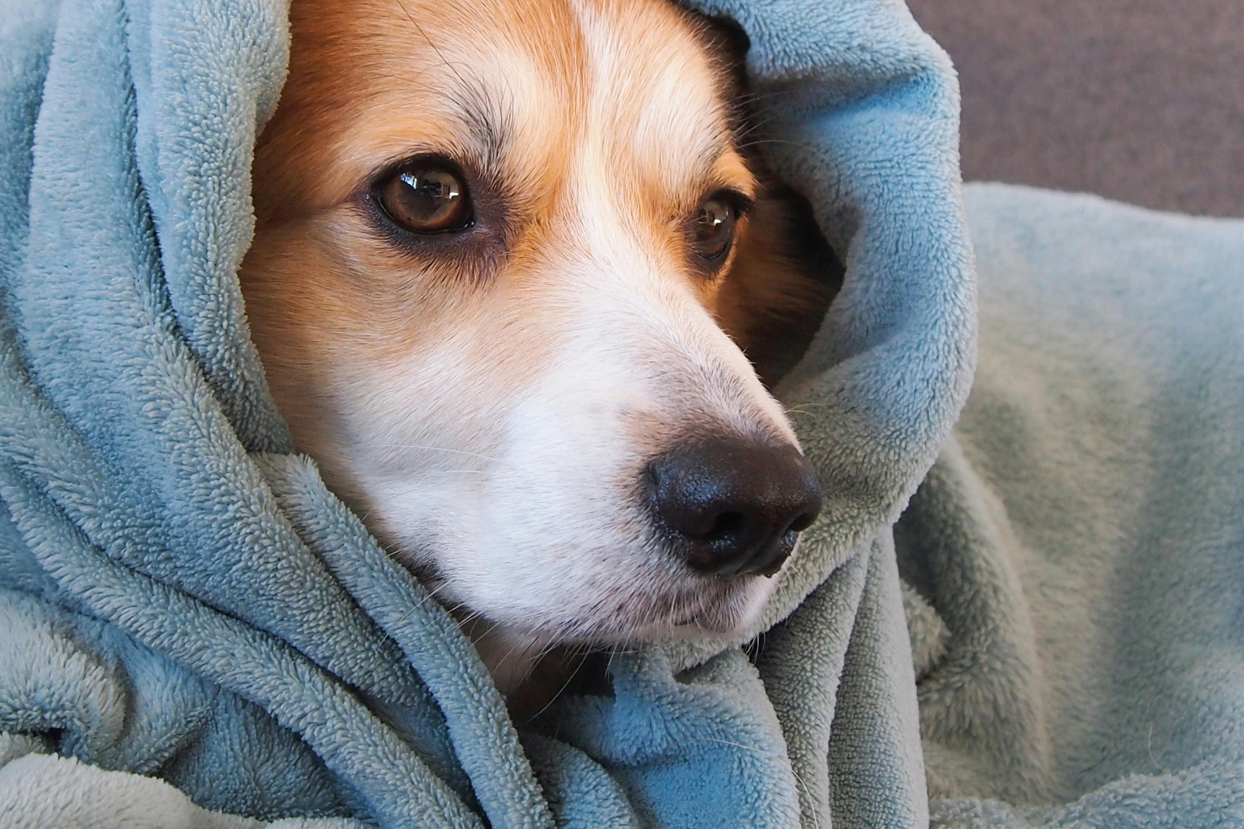 Del calor al frío: Sigue estas recomendaciones para ayudar a tu mascota a adaptarse al cambio de estación 