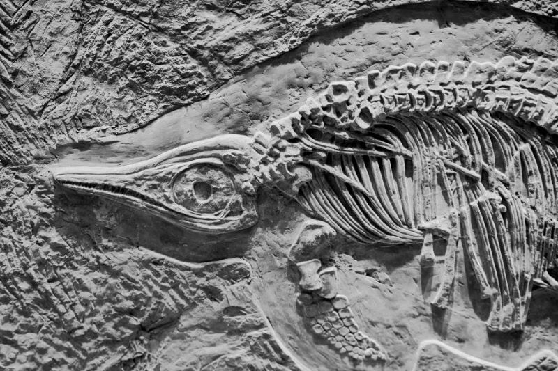 El dinosaurio que viajó en el tiempo para hacerse una tomografía