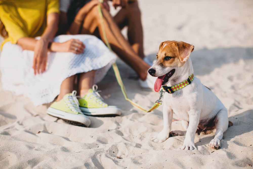 A la playa con tu mascota: Recomendaciones para que tu perro disfrute de manera memorable