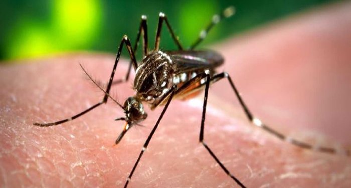 Premiarán buenas prácticas que reduzcan la infección del virus del Zika en el Perú