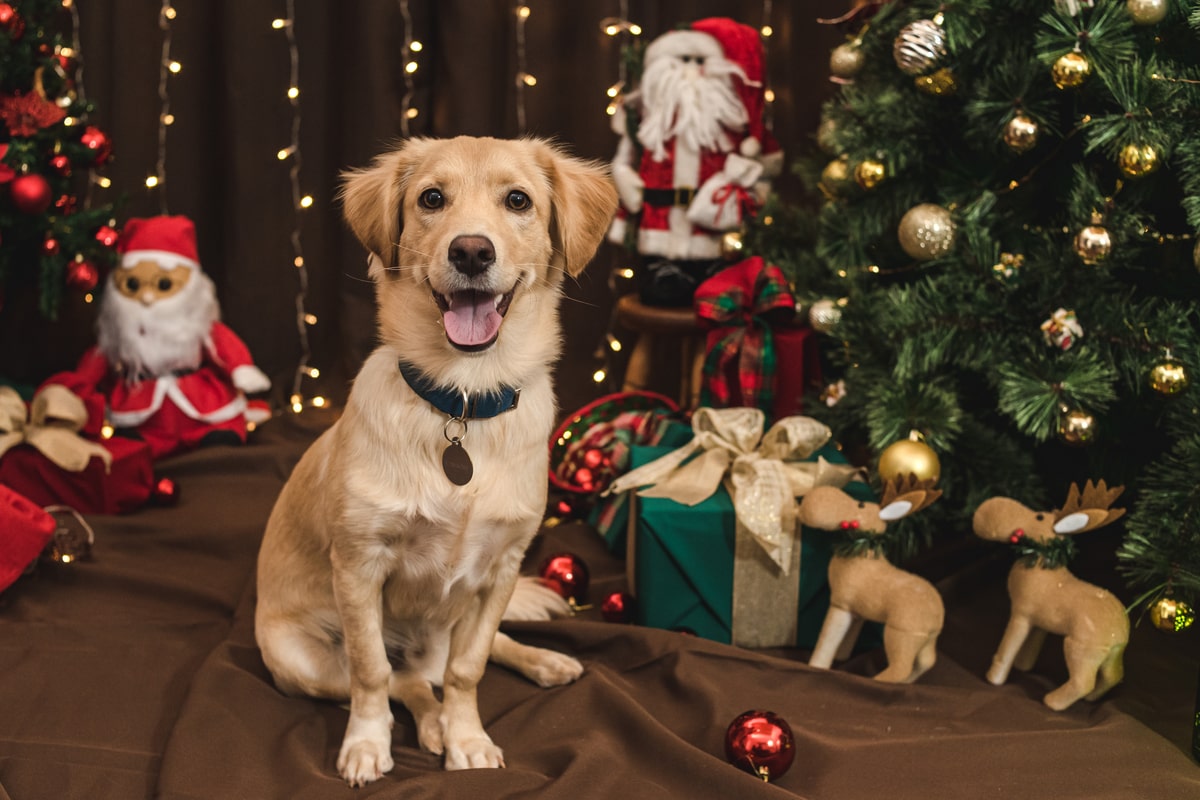 ¿Regalar un perro esta Navidad? Consejos responsables antes de decidir