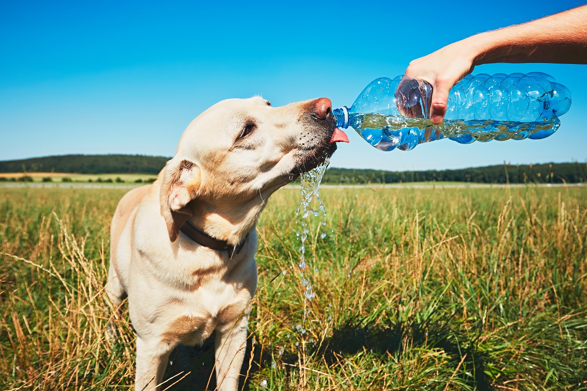 Verano: Evita los golpes de calor en tu mascota