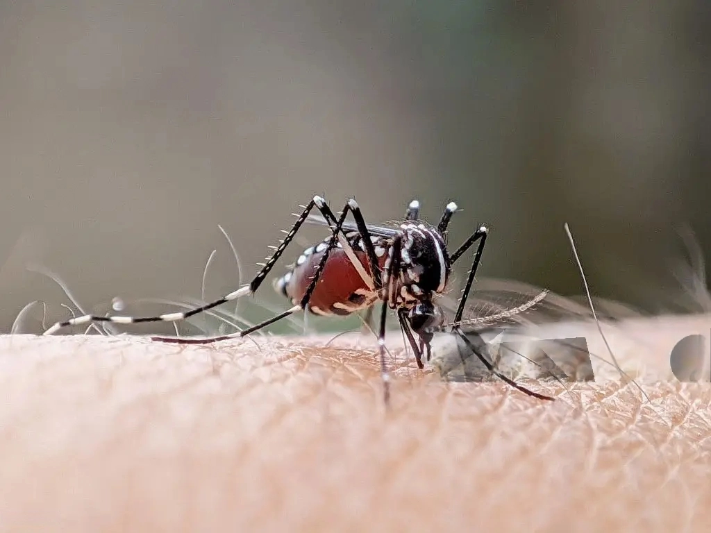 Dengue hemorrágico: ¿Por qué es tan preocupante en el Perú?