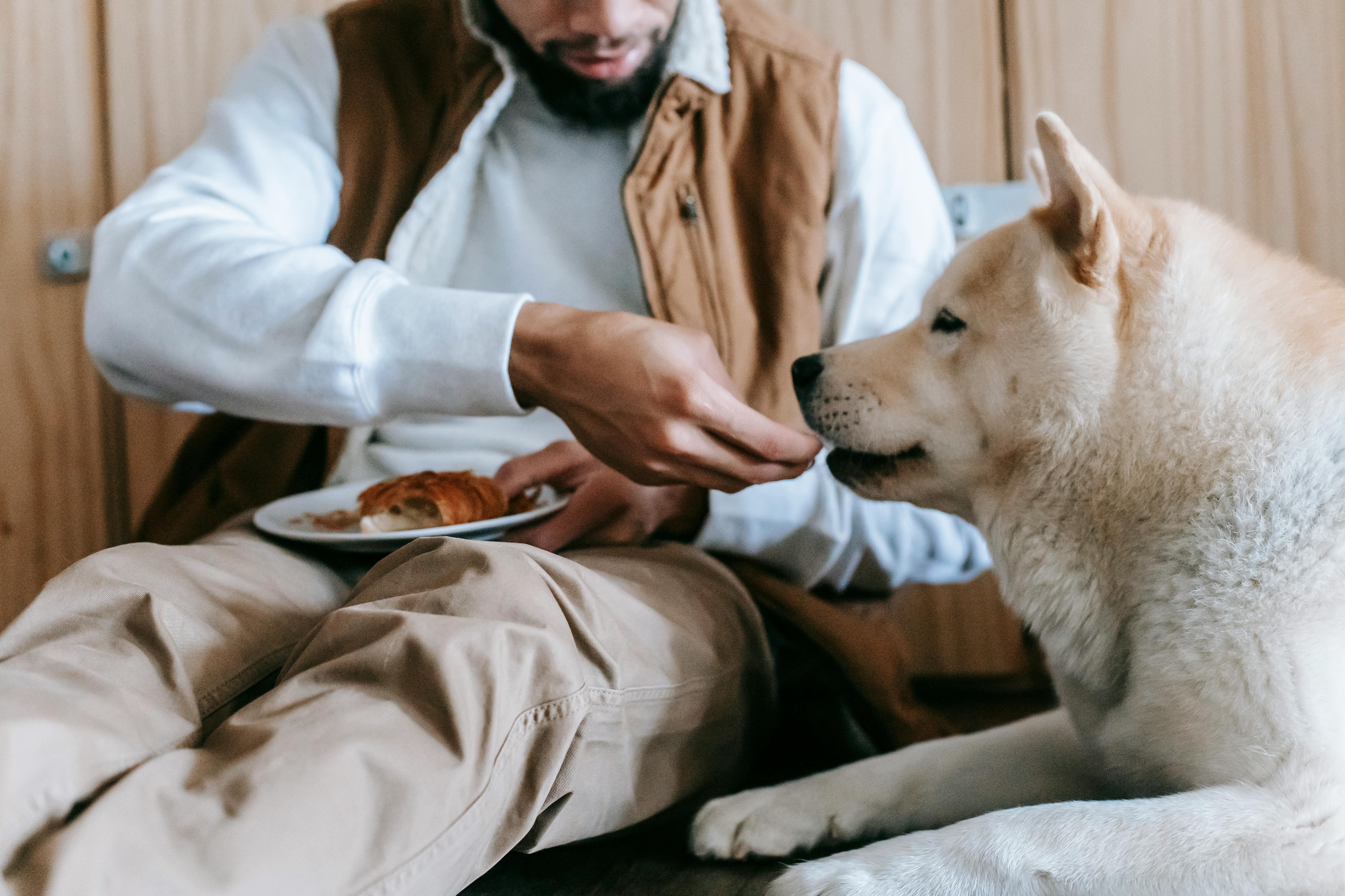 ¿Las mascotas comen más en invierno? Mitos y recomendaciones para cuidarlas mejor