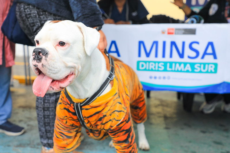 Minsa promueve la importancia de la tenencia responsable de animales de compañía