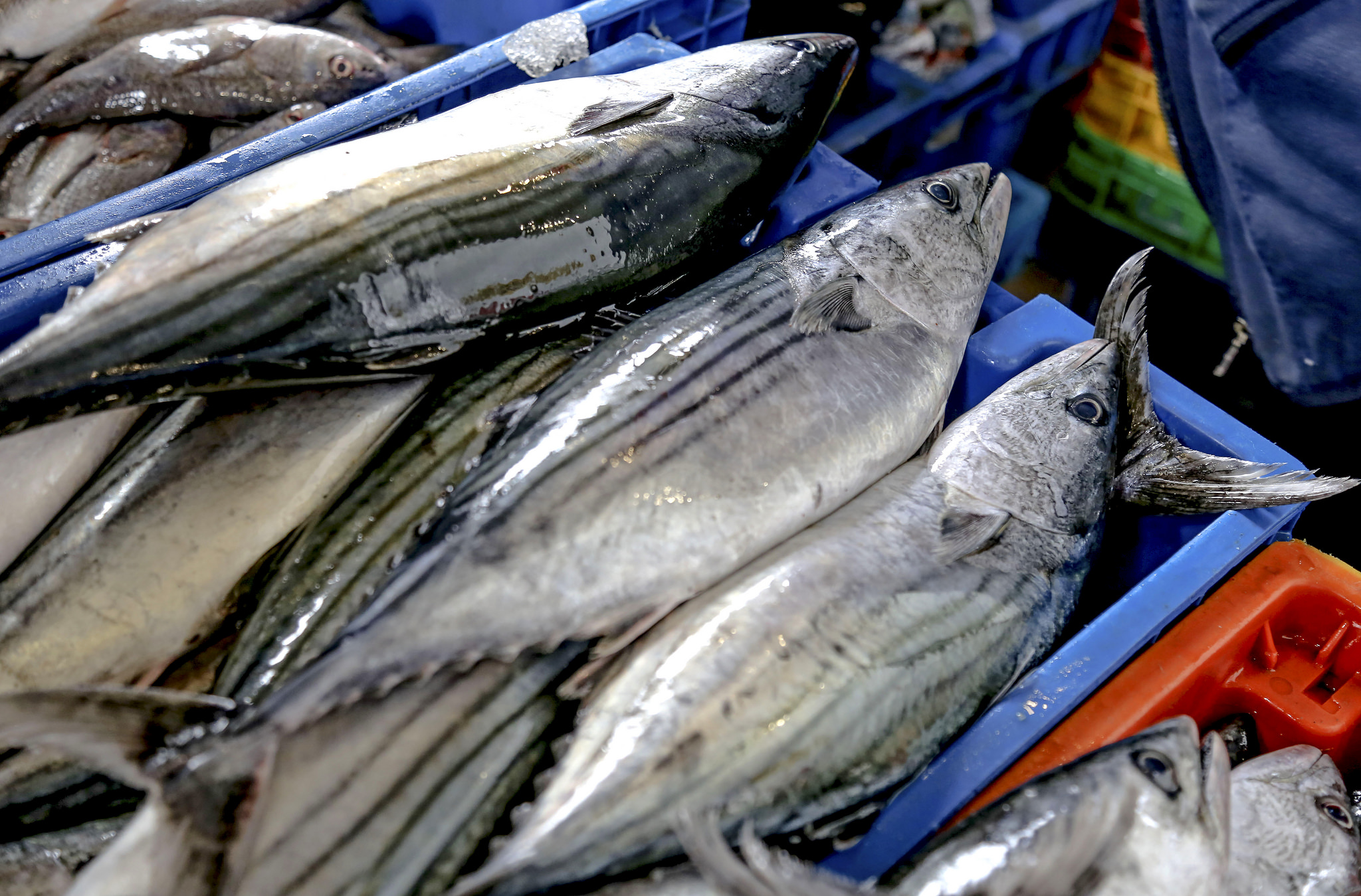 Día Mundial de la Salud: 3 razones para consumir pescado