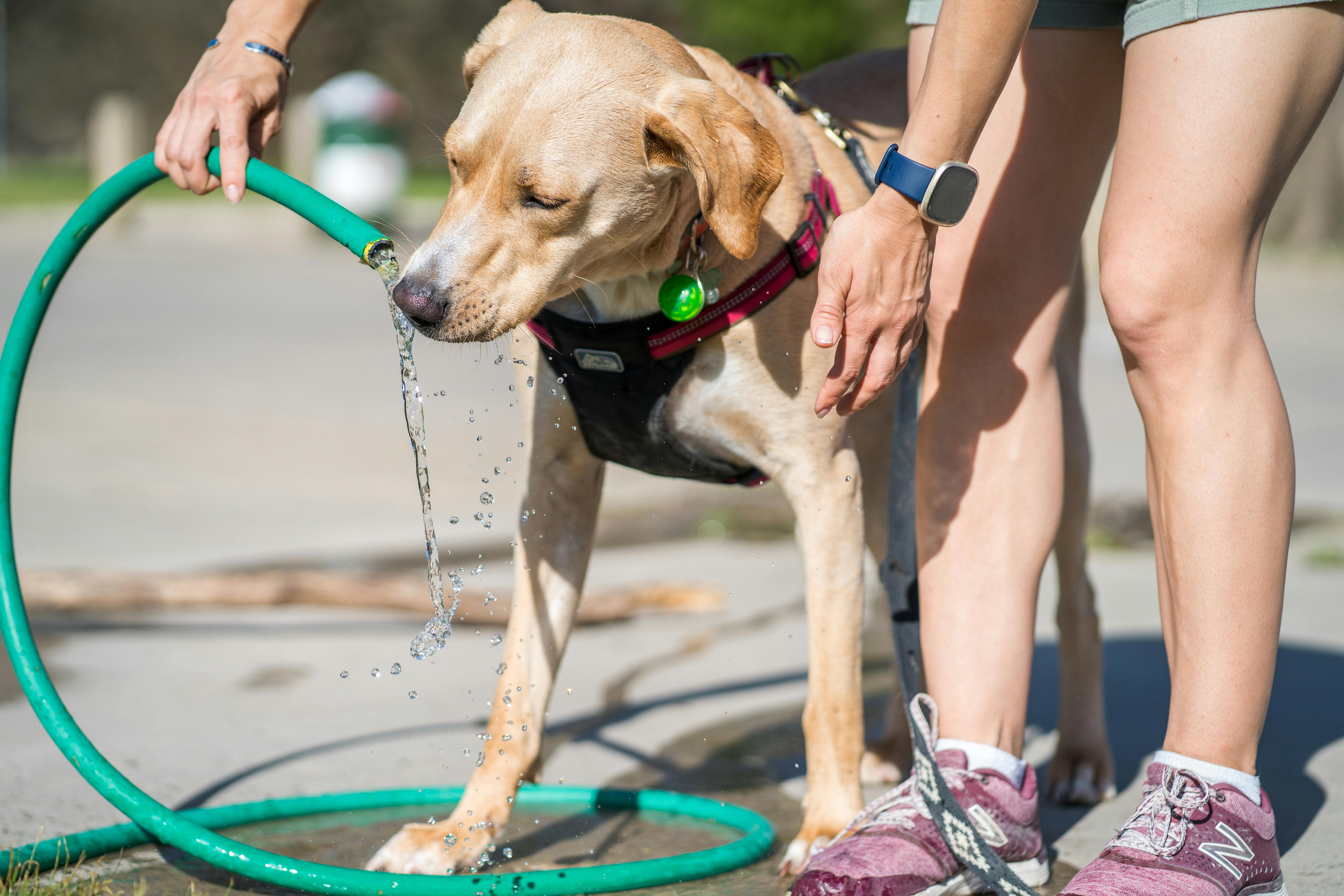 Cuidados dermatológicos que tu mascota necesita durante el cambio de estación