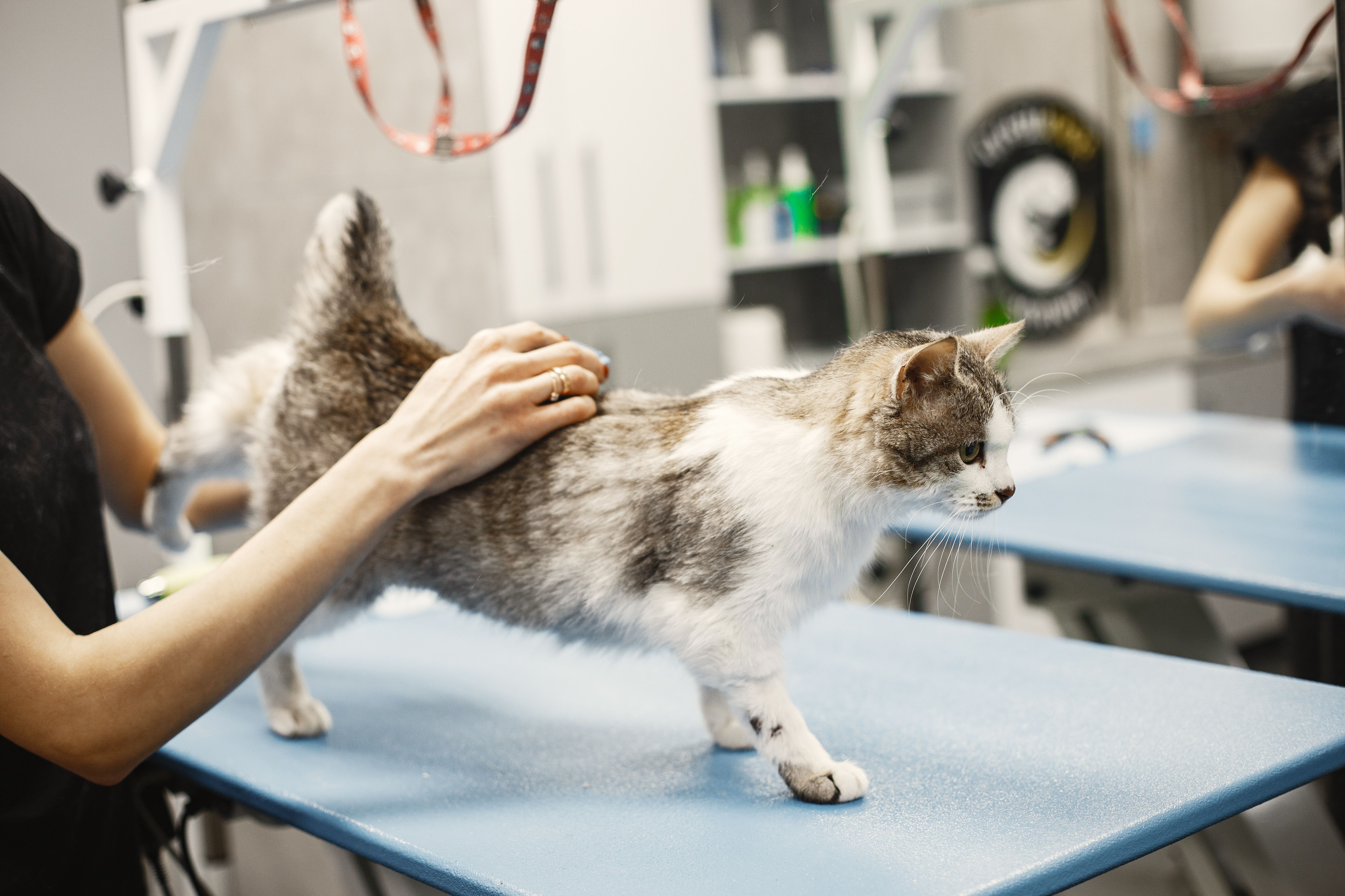 ¿Tienes un gato en casa? 7 cuidados esenciales para proteger su salud y evitar riesgos