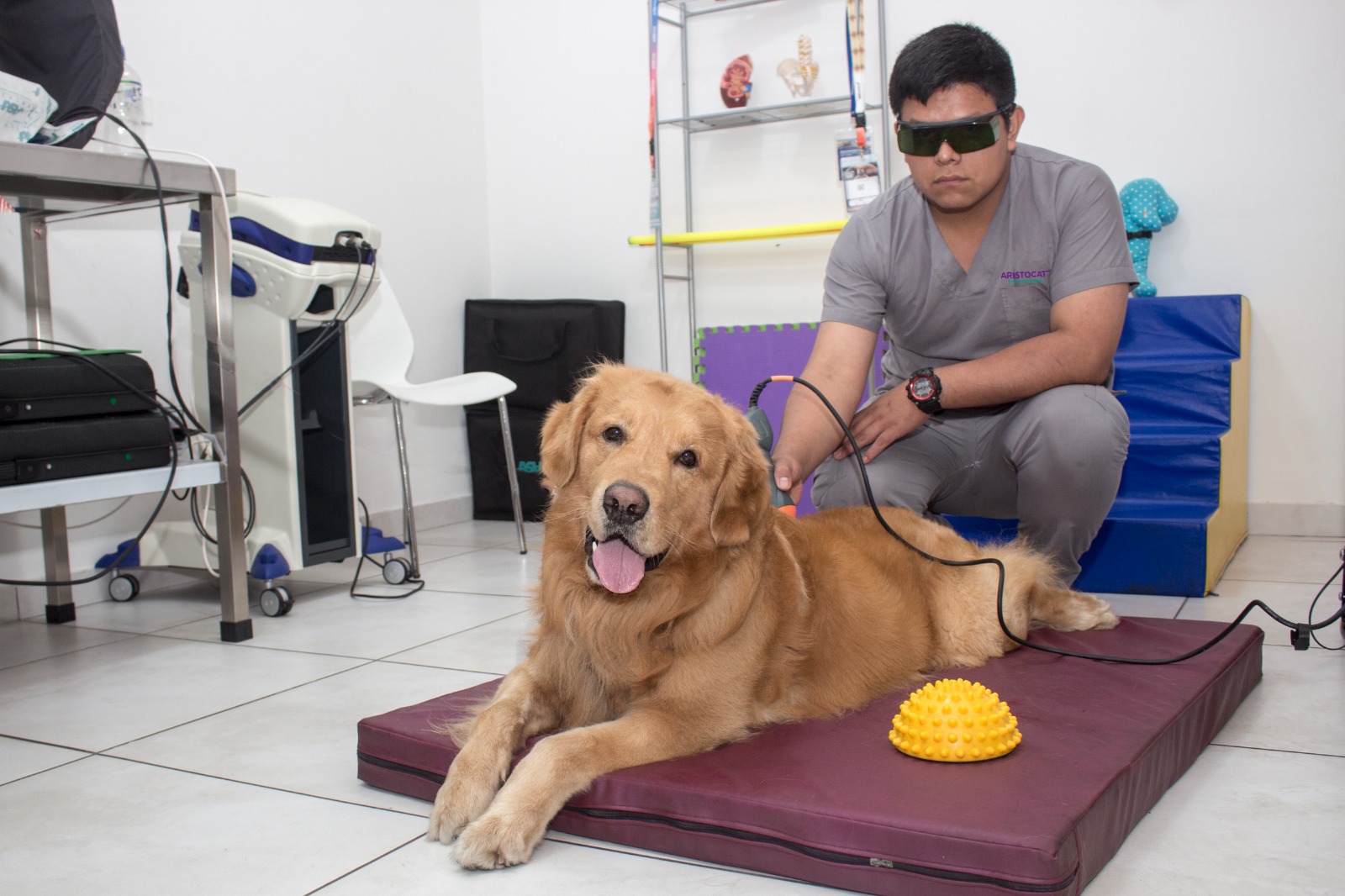 5 Beneficios de usar técnicas de fisioterapia y rehabilitación para mejorar la salud de nuestras mascotas 
