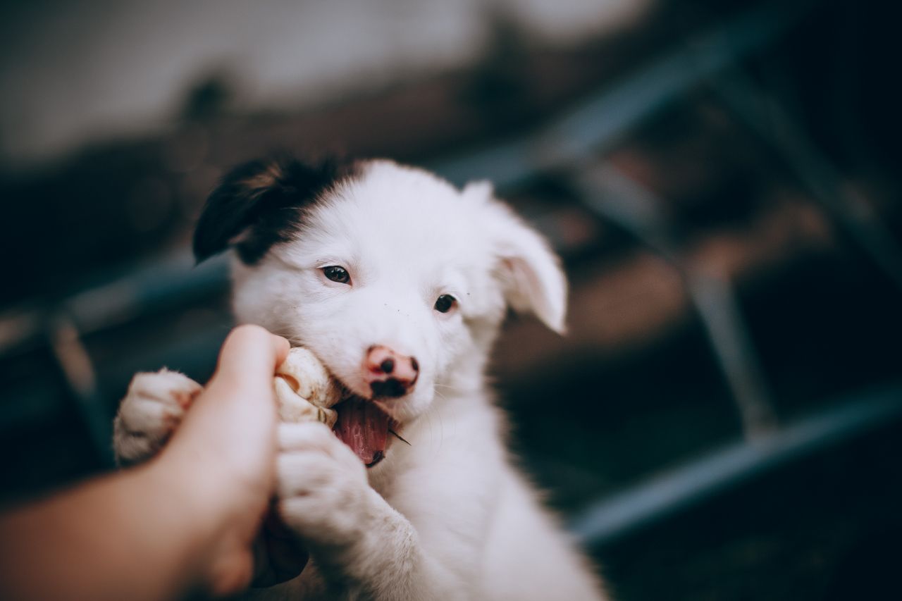5 mitos y verdades sobre la alimentación de los cachorros: lo que todo tutor en el Perú debería saber