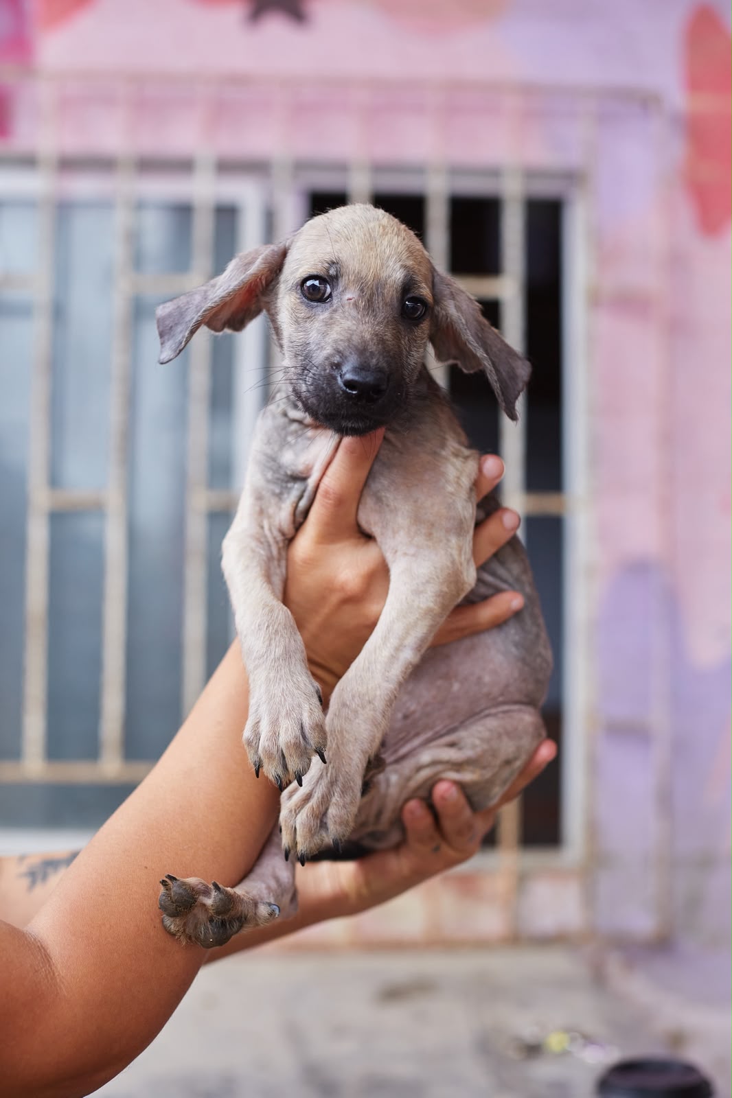 Día Internacional del Animal sin Hogar: jornada de adopción busca dar una segunda oportunidad a perros rescatados