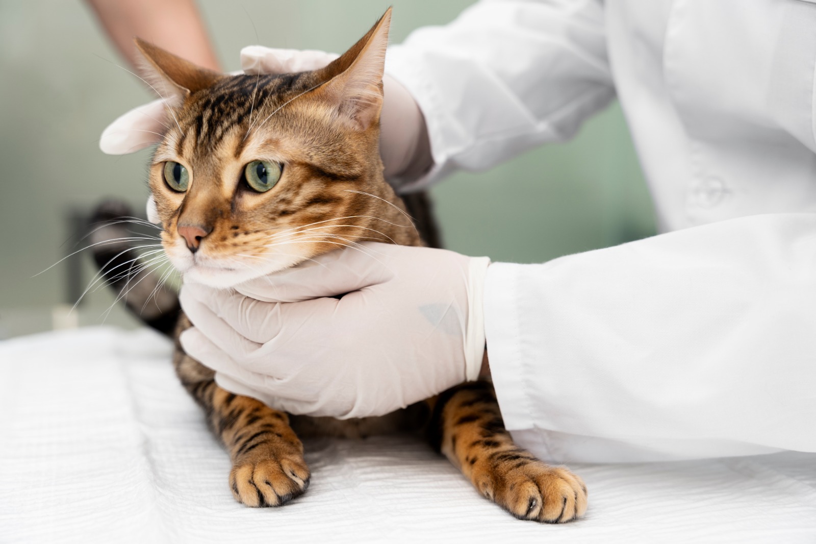 4 recomendaciones para proteger a tu gato de la Leucemia felina