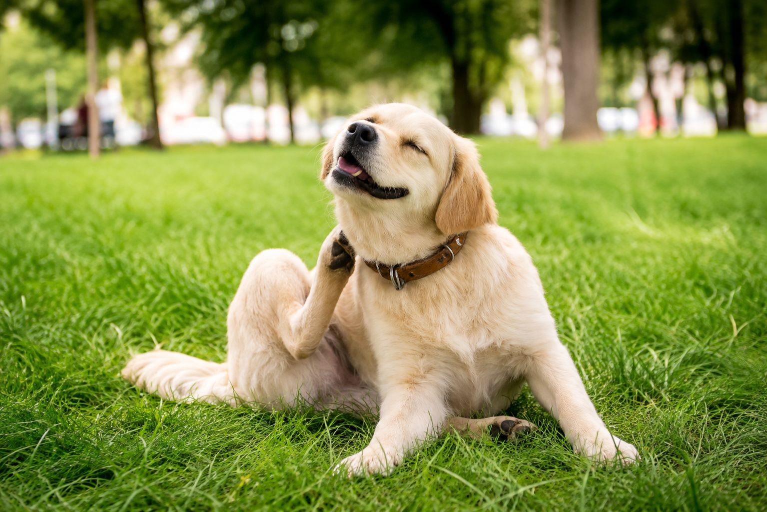 ¿Tu perro se rasca constantemente? Podría padecer dermatitis atópica y su calidad de vida estar en riesgo