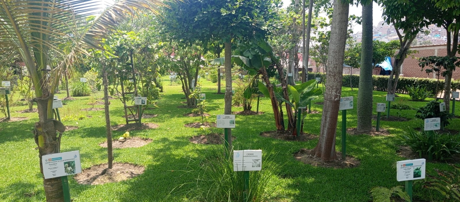 El jardín botánico del INS de Chorrillos , reúne mas de 100 plantas medicinales que contienen diversos beneficios para la salud.