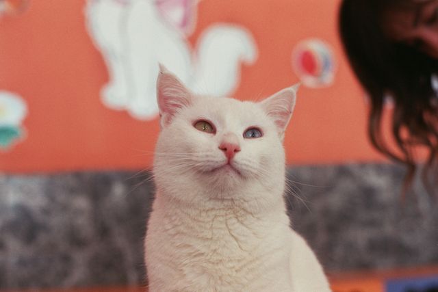 Mes del Gato: la esterilización puede reducir hasta en un 91 % el riesgo de desarrollar cáncer de mama