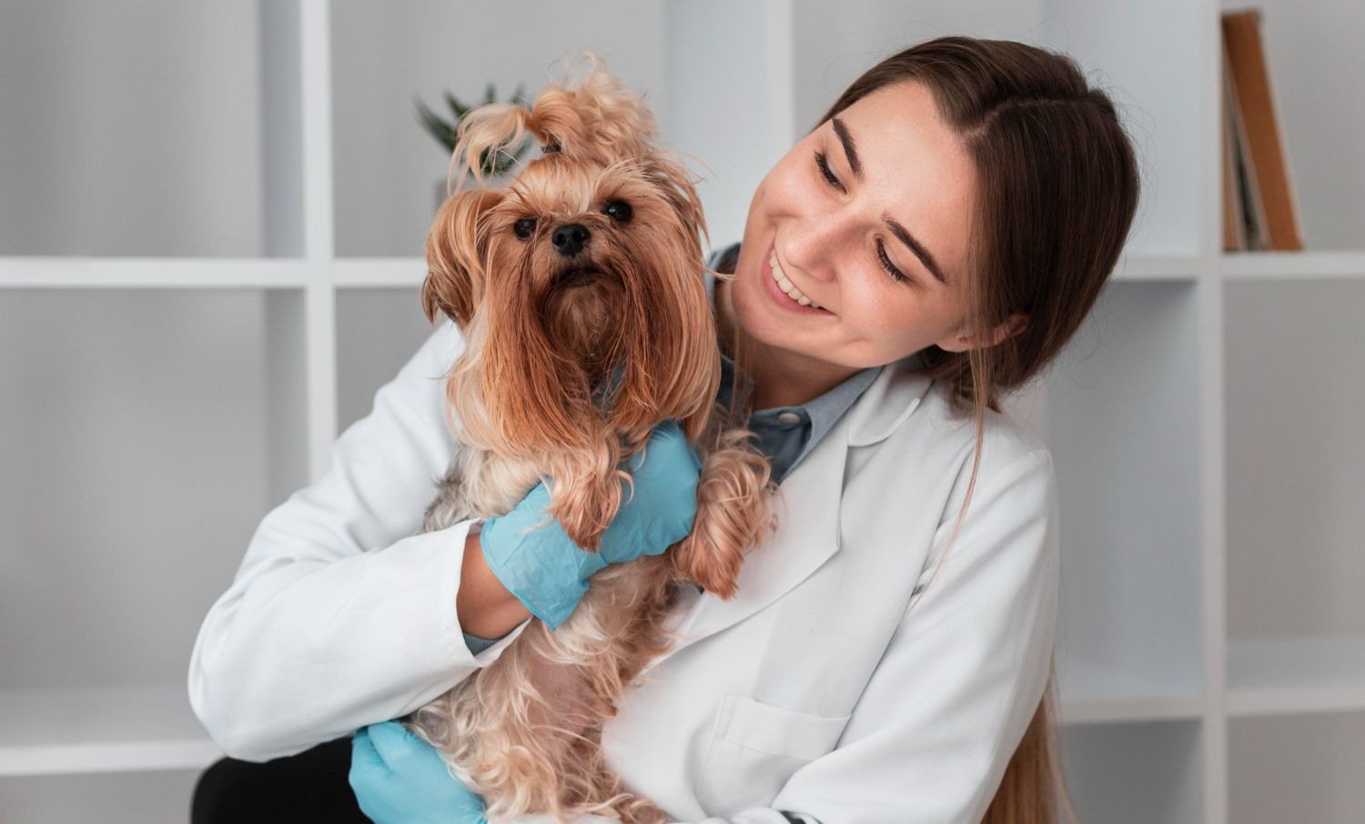 MSD ANIMAL HEALTH ADVIERTE GRAVES BRECHAS EN LA PREVENCIÓN DE PULGAS Y GARRAPATAS EN MASCOTAS