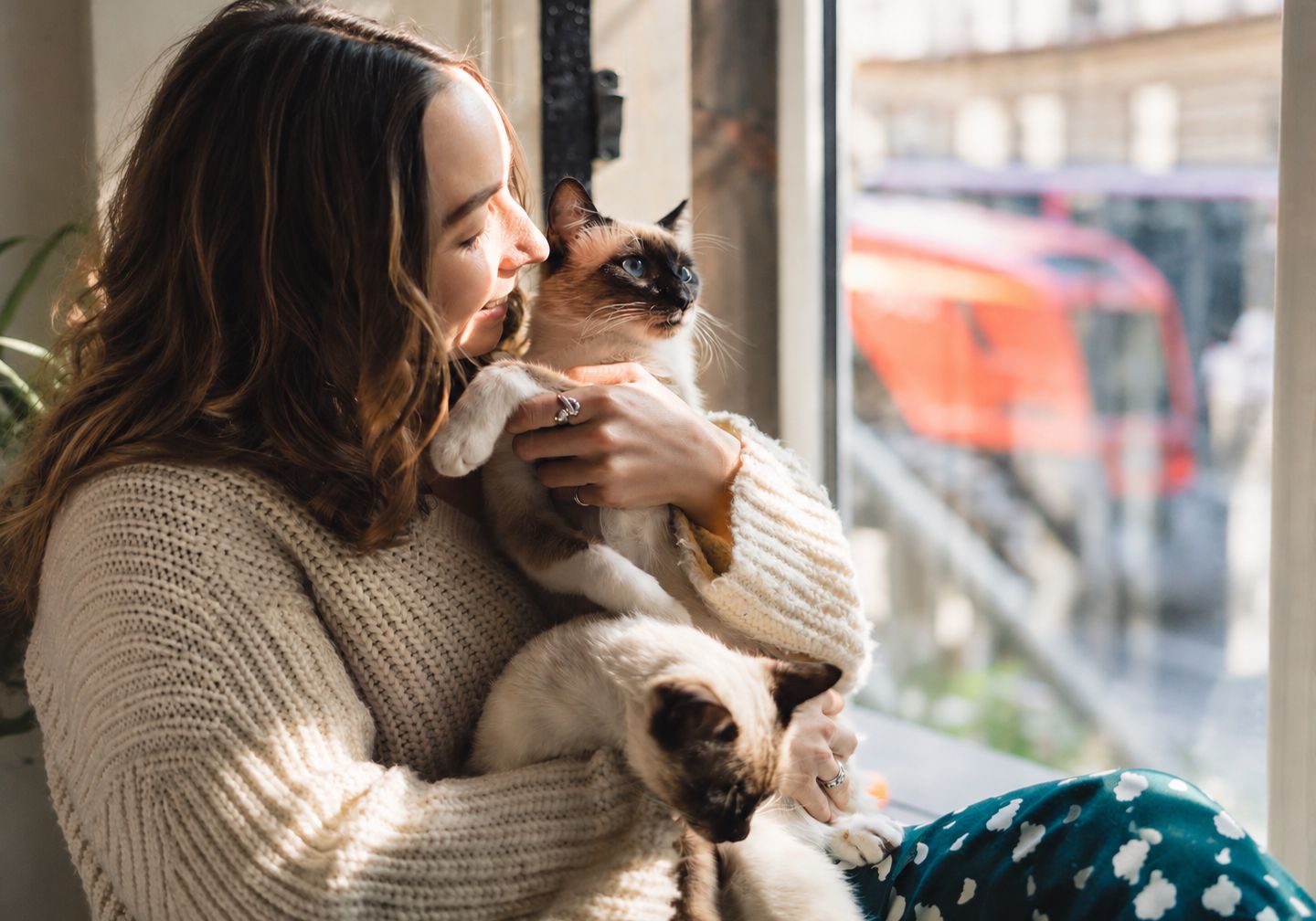 1 de cada 4 familias peruanas tiene un gato: cinco claves para cuidar su salud y bienestar