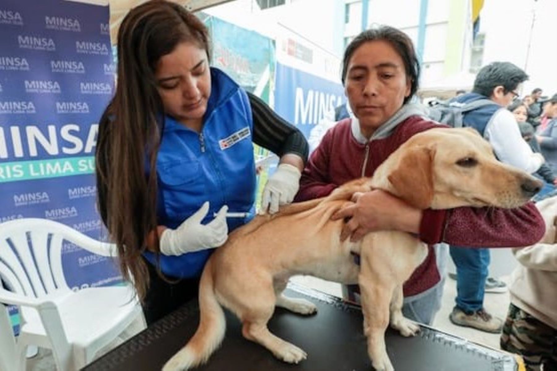 VanCan 2024: Minsa vacunará más de 3 millones de perros a nivel nacional