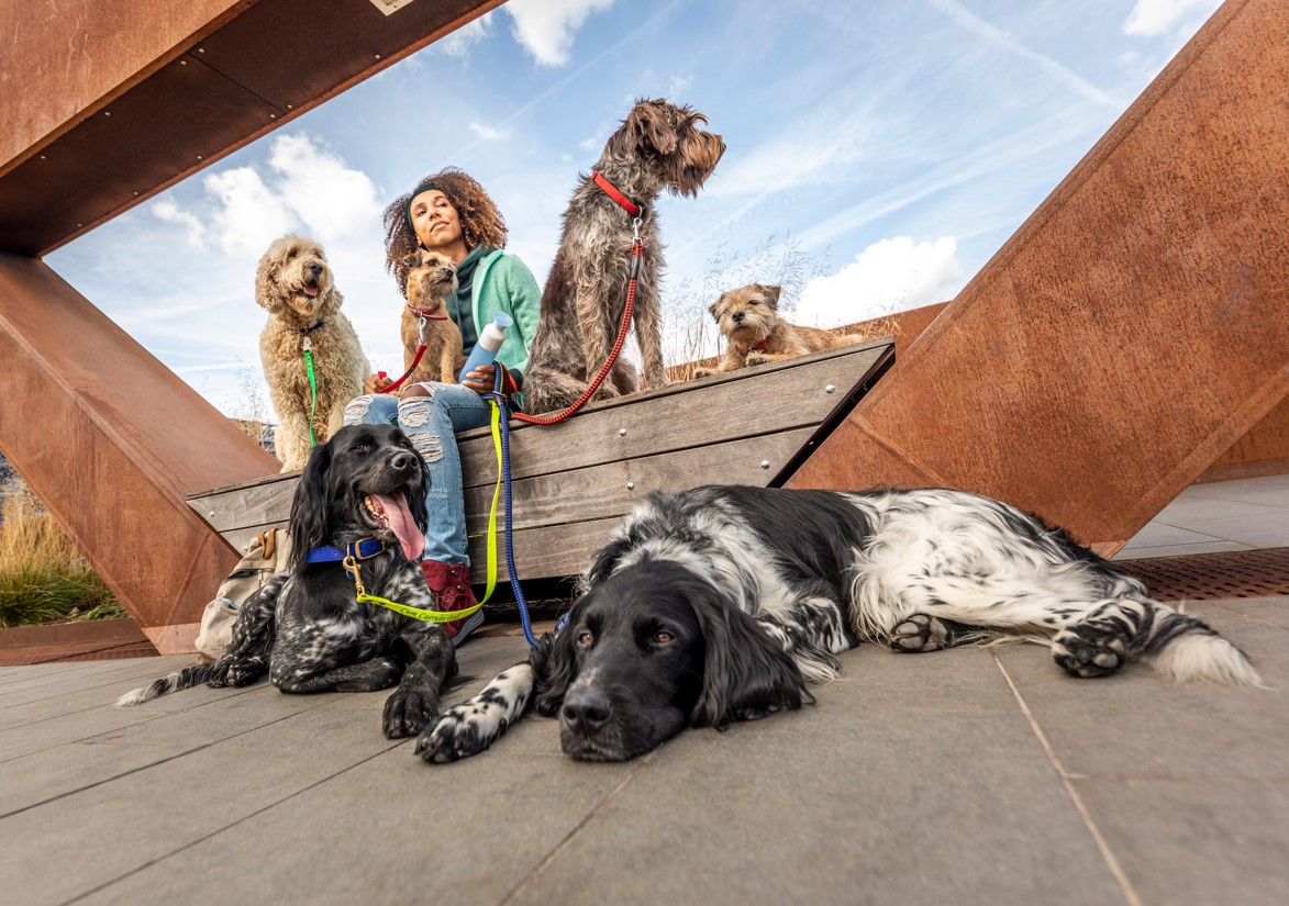 Día mundial del perro sin raza: Tenencia responsable y salud preventiva, claves para evitar el abandono de mascotas