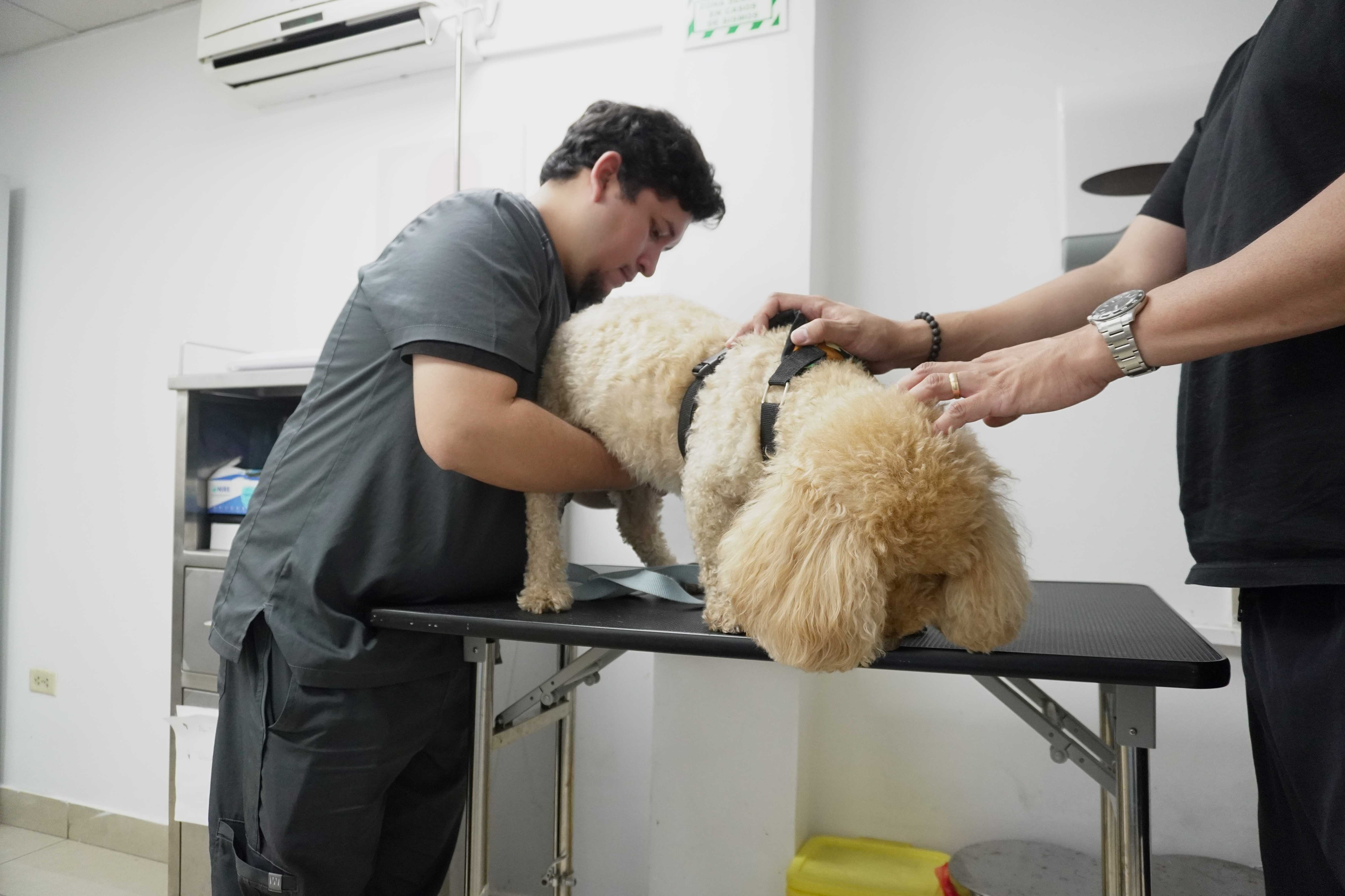 ¿Tu mascota está realmente sana? Aprende a reconocer problemas digestivos y hormonales a tiempo