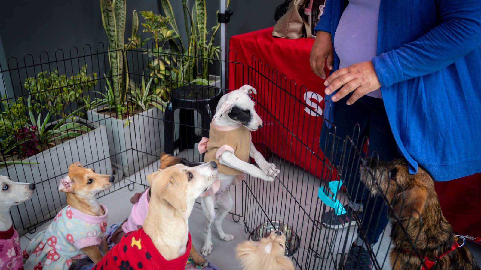 SuperPet lanza su 4ta Jornada Nacional de Adopciones