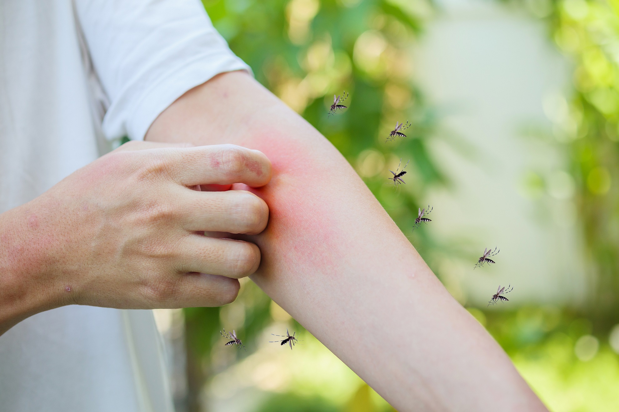 Día Internacional Contra el Dengue: mitos y verdades de esta enfermedad