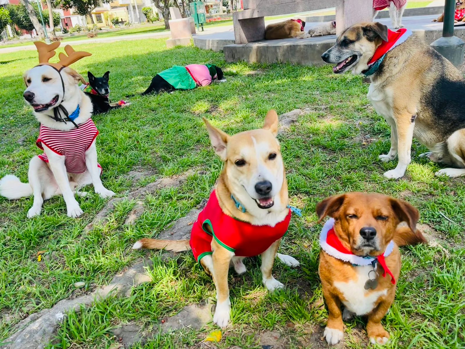 Papa Noel con su trineo de perritos y sus duendes gatitos llega para dar inicio a la Navidad Peluda