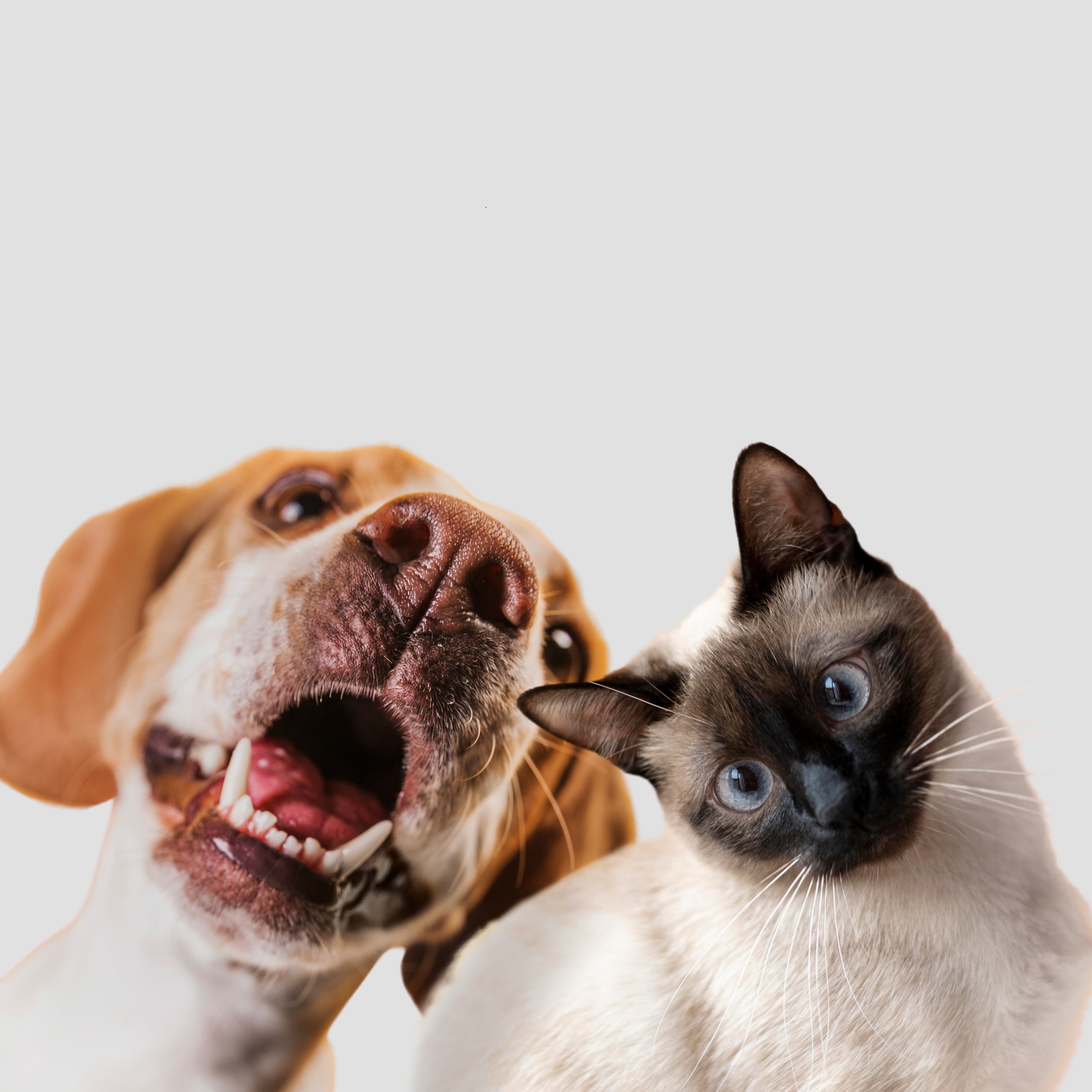 Perros y gatos: cinco problemas de salud comunes y cómo tratarlas