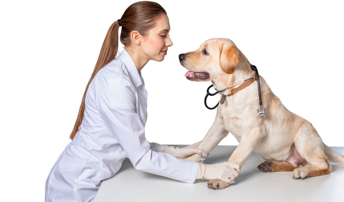Parvovirus y distemper: aprende a prevenirlas en tu mascota