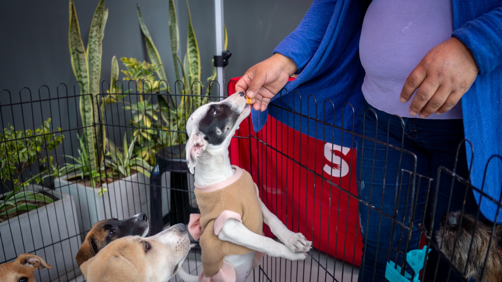 Descubre los 5 efectos secundarios de adoptar una mascota