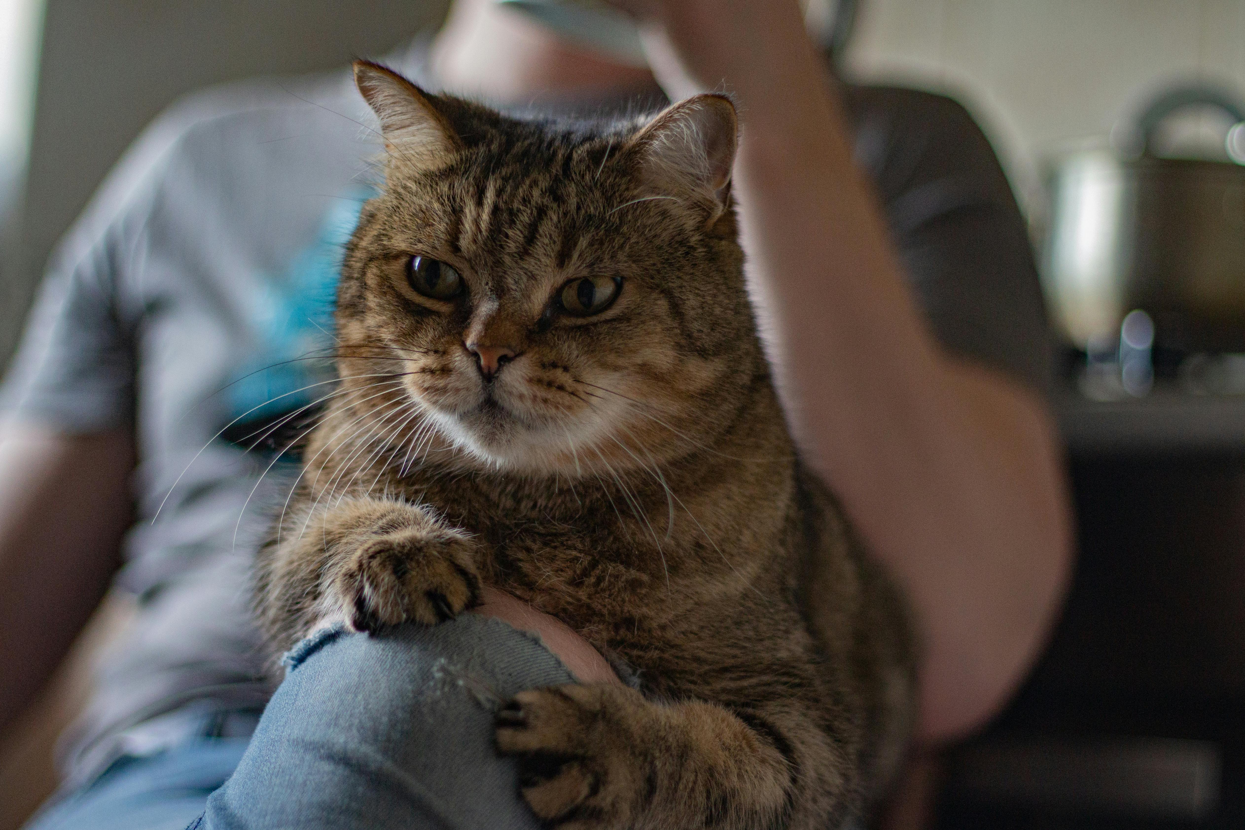 Envejecimiento felino: ¿Cuáles son los cuidados que deben recibir los gatos senior para tener una vejez saludable?