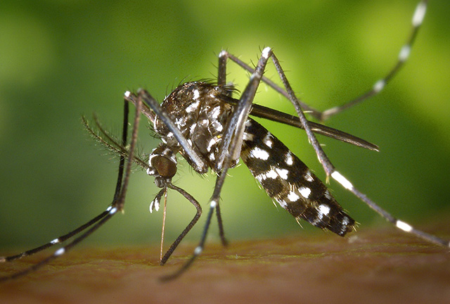 Alimentación importante en la persona que tiene dengue.