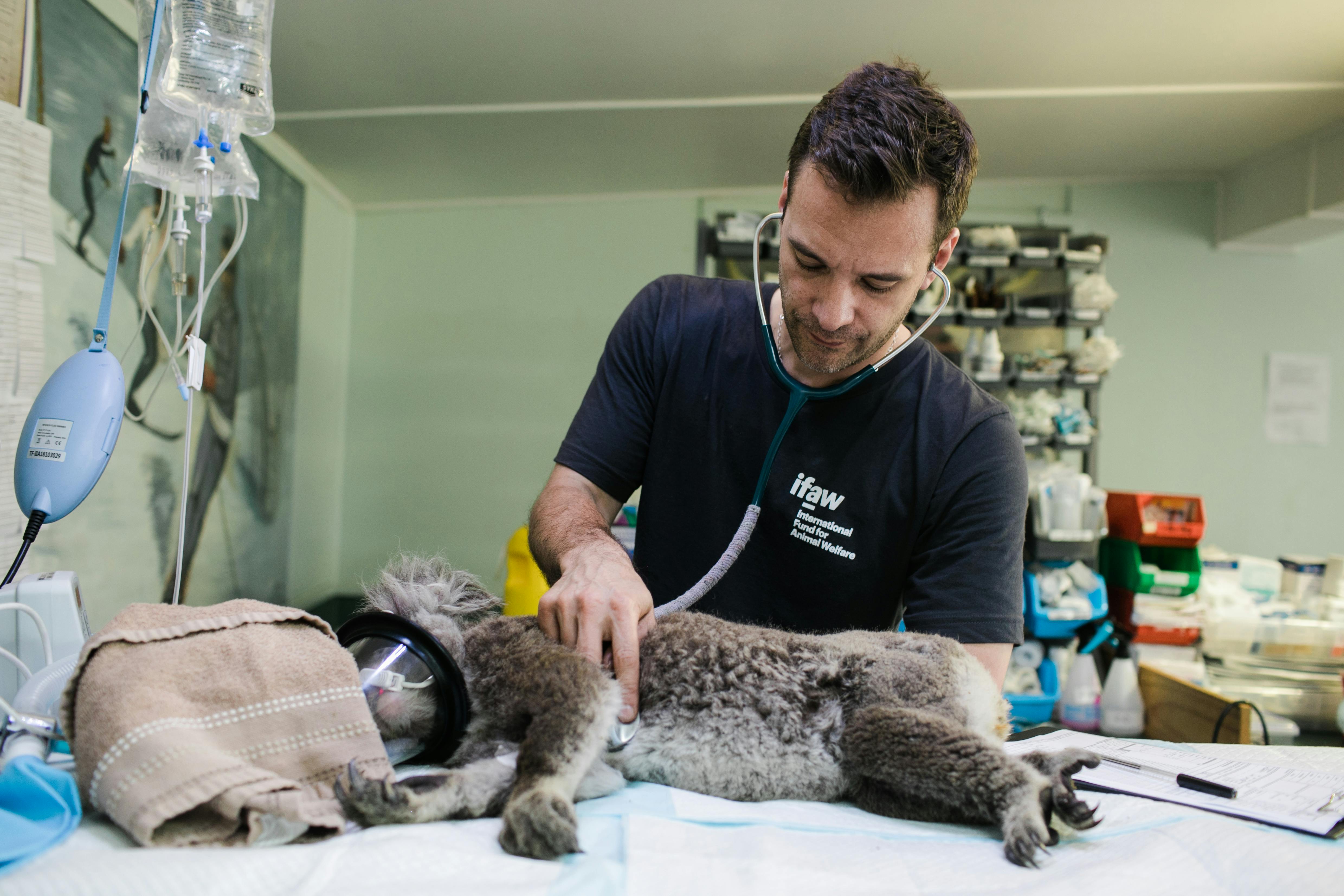 Bienestar animal: conoce los 5 pilares que orientan la labor de los médicos veterinarios