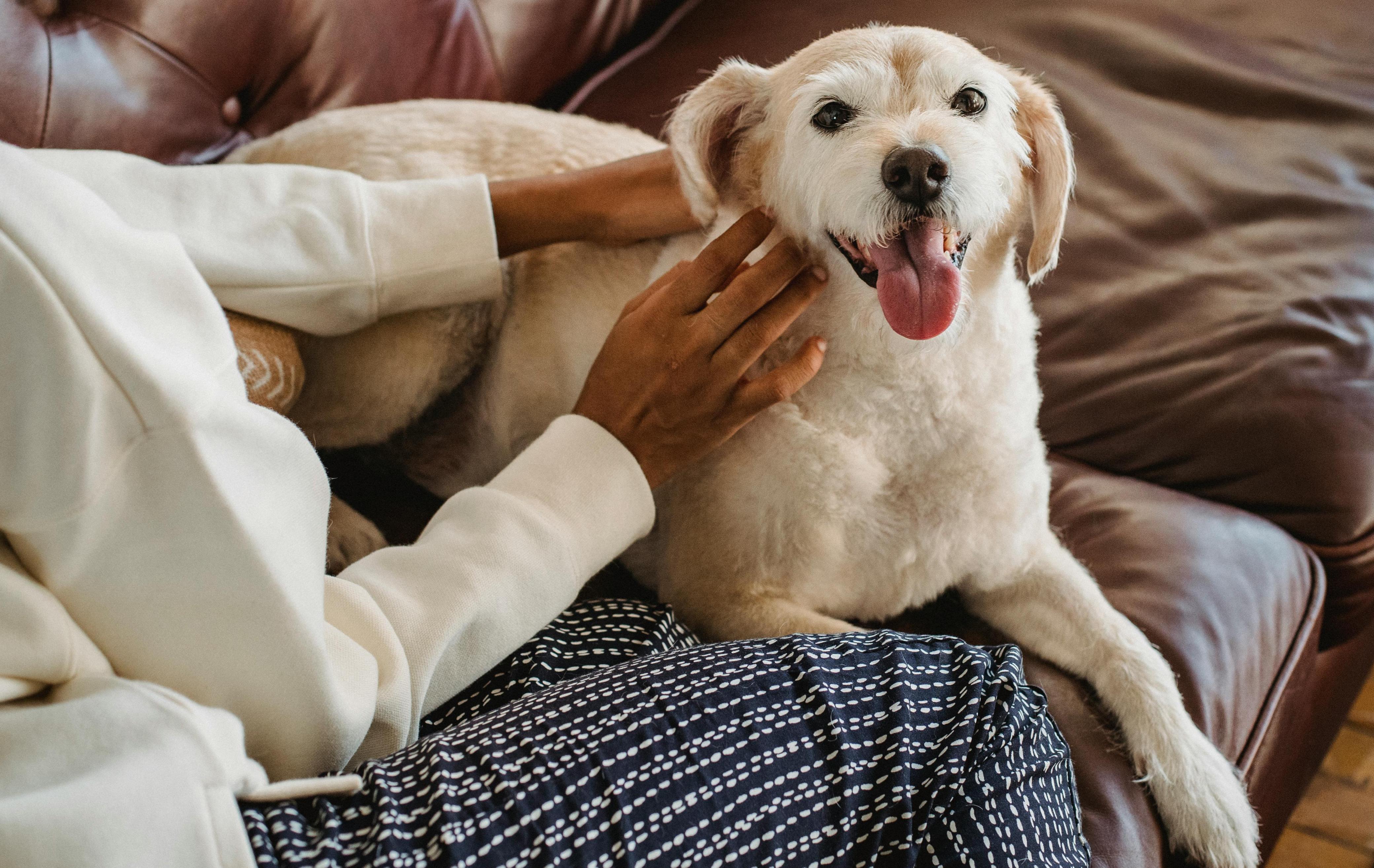 7 COSAS QUE ESTRESAN A TU PERRO Y NECESITAS SABER PARA PROTEGER SU BIENESTAR