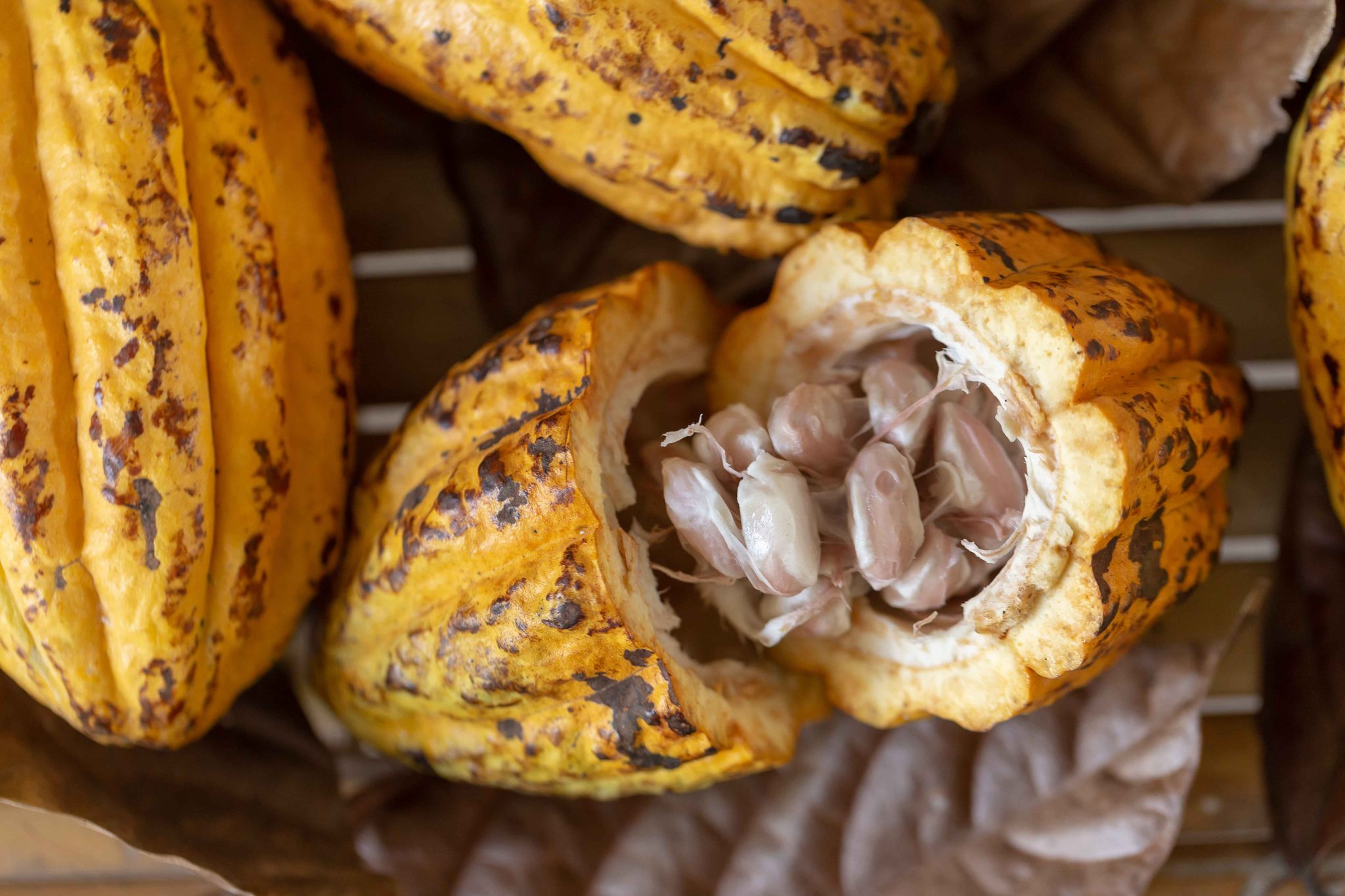 Día Mundial del Cacao:07 de julio ANTIDEPRESIVO NATURAL Y CUIDA NUESTRO CORAZÓN