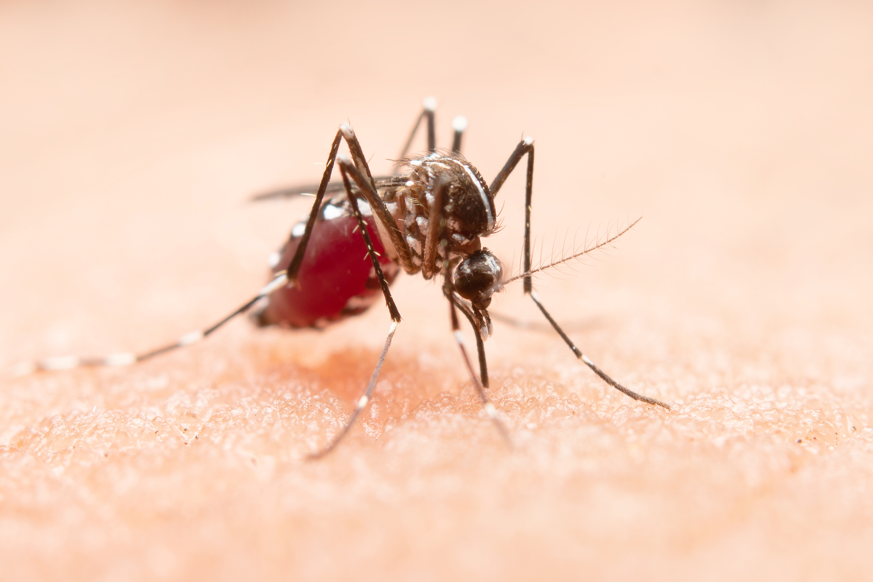 Dengue: Importancia de la hidratación para evitar signos alarmantes