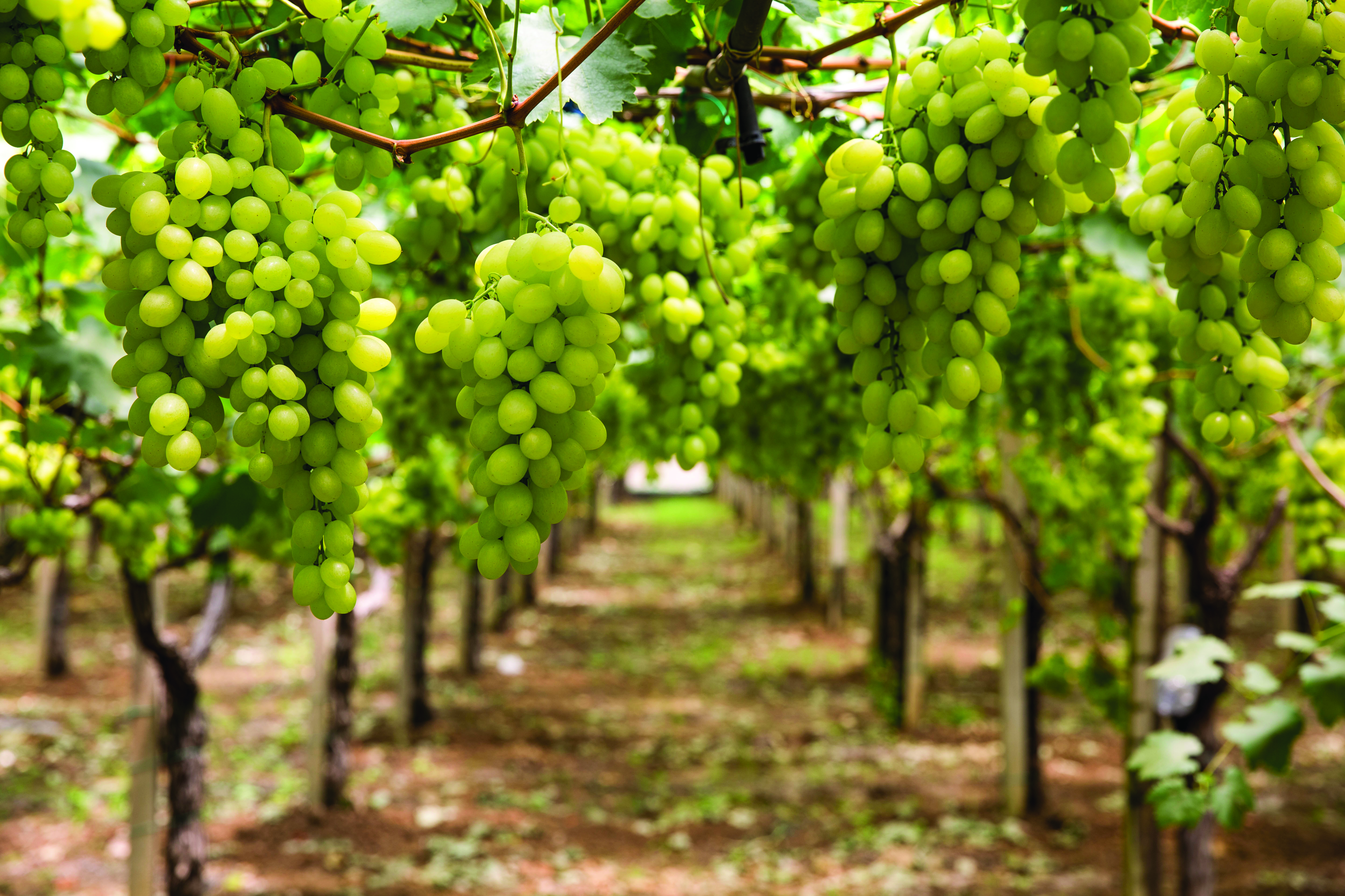 Día Internacional de la Fruta: Perú se encamina a liderar las exportaciones de frutas en la región para 2028. 