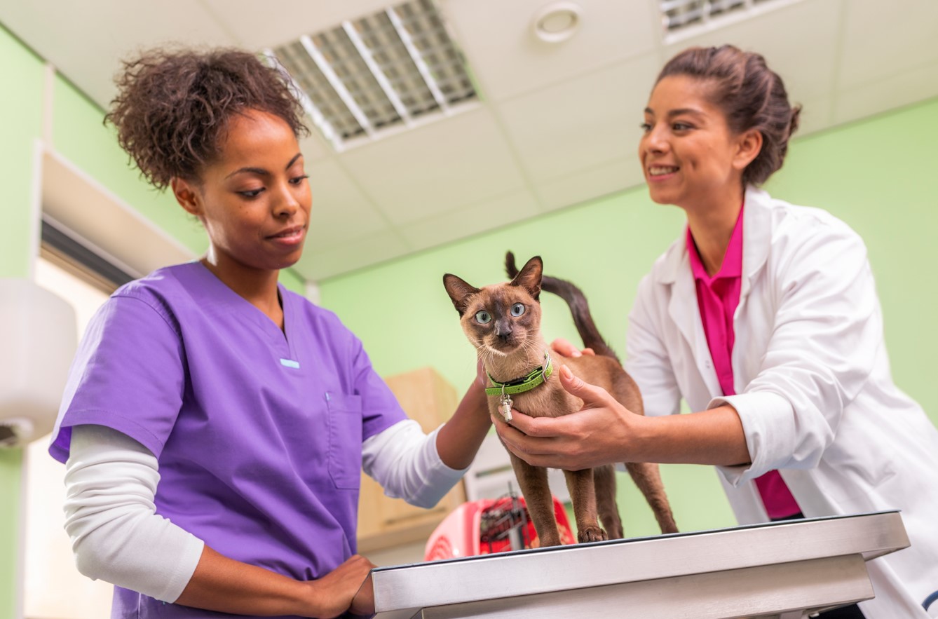 Día Mundial del Veterinario: Guardianes de la salud animal y humana en Perú