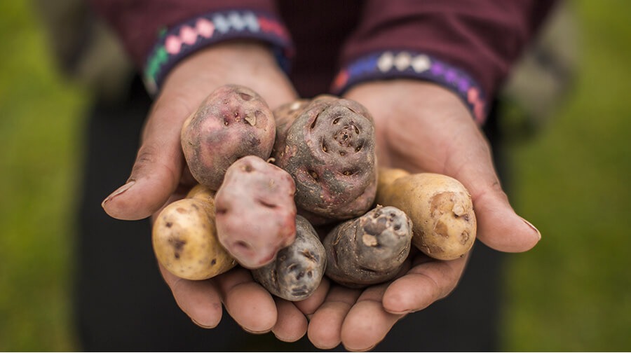 No estigmaticemos a la papa, un alimento de valor nutricional.