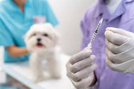 La vacunación y su importancia para la salud de nuestras mascotas