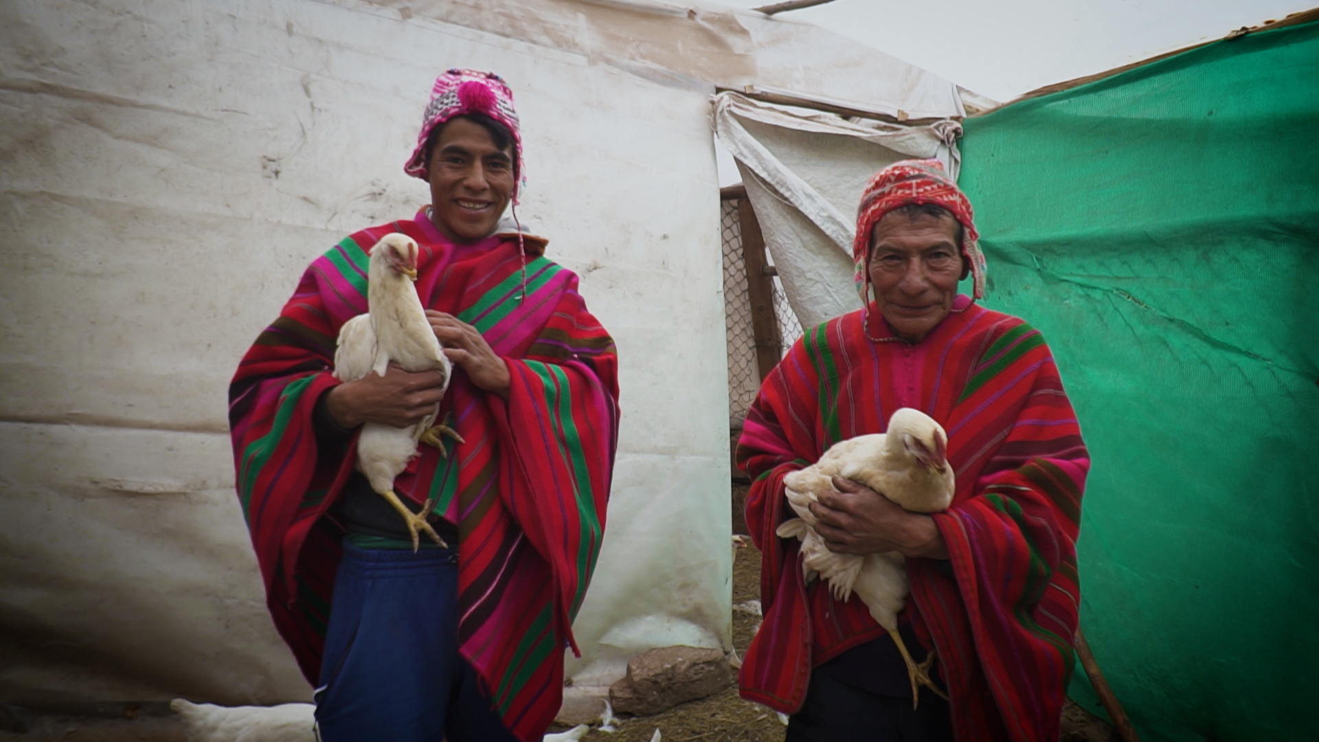 Desnutrición en Cusco: Comunidades rurales vienen produciendo más de 16, 500 huevos gracias a campaña solidaria
