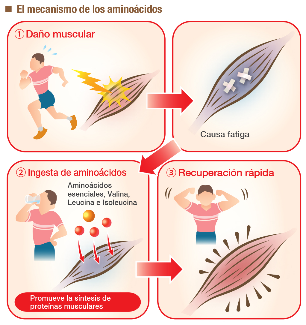 Aminociencia y comida balanceada para mejorar rendimiento de deportistas