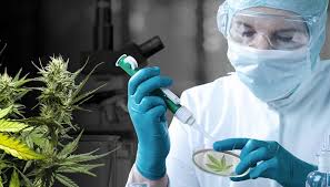 Khiron participa en dos proyectos pioneros de investigación sobre cannabis medicinal