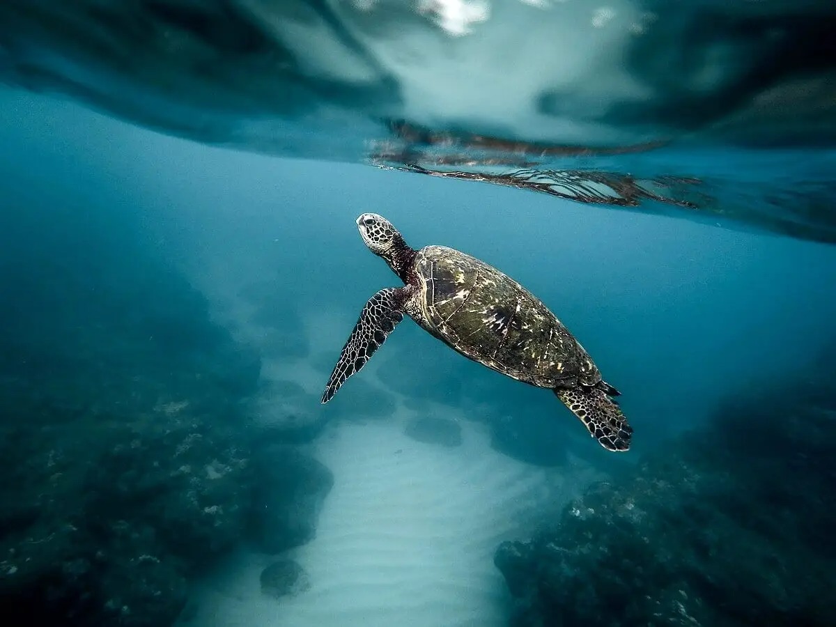 Día Mundial de las tortugas marinas: ¿Cómo evitar la depredación de esta especie en el mar peruano?